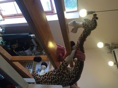 长颈鹿咖啡-长颈鹿咖啡(大学路店)