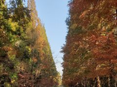 -东平国家森林公园