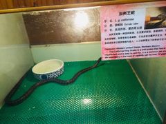 -上海大自然野生昆虫馆(东方明珠·爬宠昆虫探索中心)