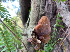 -铁山坪森林公园