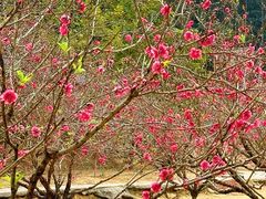 -南国桃园旅游度假区