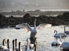 -烟墩角天鹅湖