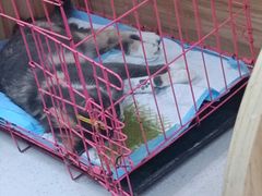 -联合动物医院(光谷诊疗中心)