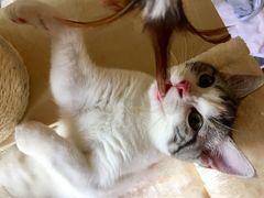 -猫大福·Fortune Cat猫舍(百子湾店)