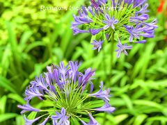 -陆家嘴中心绿地