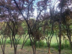 -昆山城市生态森林公园