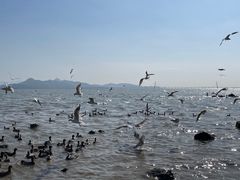 -深圳湾公园(南山区)