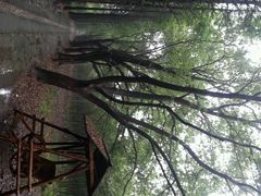 android_upload_pic-同里国家湿地公园