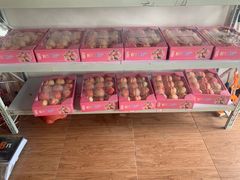 -南汇新场正宗水蜜桃采摘