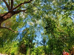 -长白岛森林公园