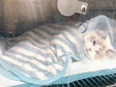 -达爱动物医院·犬猫分区·CT·复杂眼科(远洋山水分院)