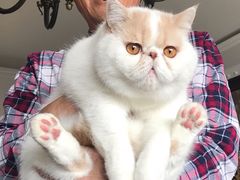 -纳吉亚猫专科动物诊疗中心(蒋宅口分院)