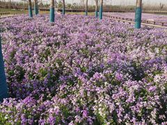 -汉长安城未央宫国家考古遗址公园