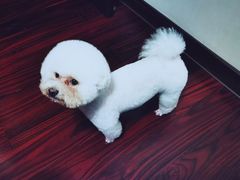 -瑞鹏宠物医院犬猫全科(真大分院)
