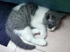 -lincat·猫舍(广州店)