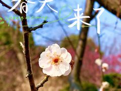 -梅花山(明孝陵内)