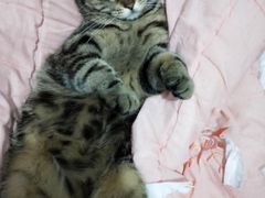 -东莞宠友24H宠物中心医院·转诊夜诊·异宠(新河北路院)