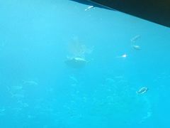 -海棠湾洲际-涛·海底餐厅·美人鱼·自助餐·海底隧道