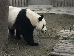 -都江堰中华大熊猫苑