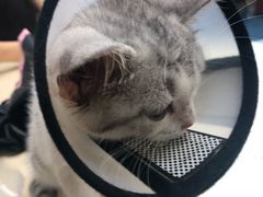 -美联众合动物医院(·中兽医·疑难杂症·严家桥分院)