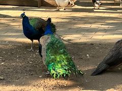 -石家庄市动物园