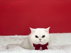 -爱洗澡的猫(天河路店)