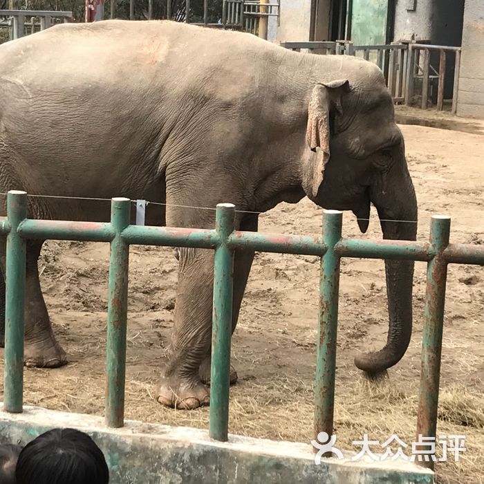 紅山森林動物園圖片-北京動物園-大眾點評網