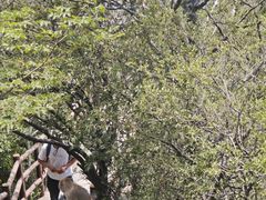 -神农山景区