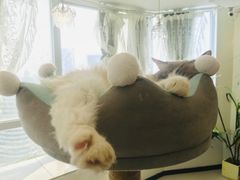 -共舞时光猫咖·狗咖(新街口店)