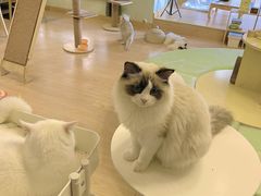 -MOYOYO猫咪咖啡店