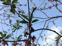 -南国桃园旅游度假区