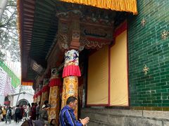 -塔尔寺-菩提树