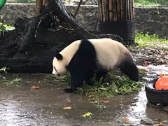 -都江堰中华大熊猫苑