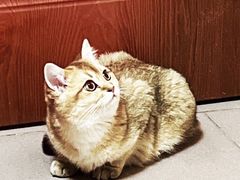 -糯米喵星人总部直营旗舰店·猫舍·幼猫出售