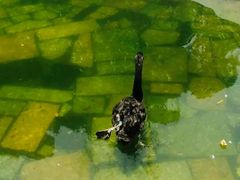 android_upload_pic-百鸟园