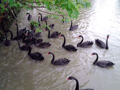 溱湖国家湿地公园-溱湖国家湿地公园