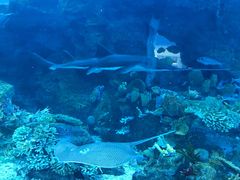 -迪拜水族馆及水下动物园