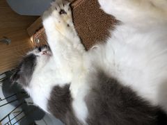 -飞行喵MR PILOT|猫舍·猫咖(静安大融城店)