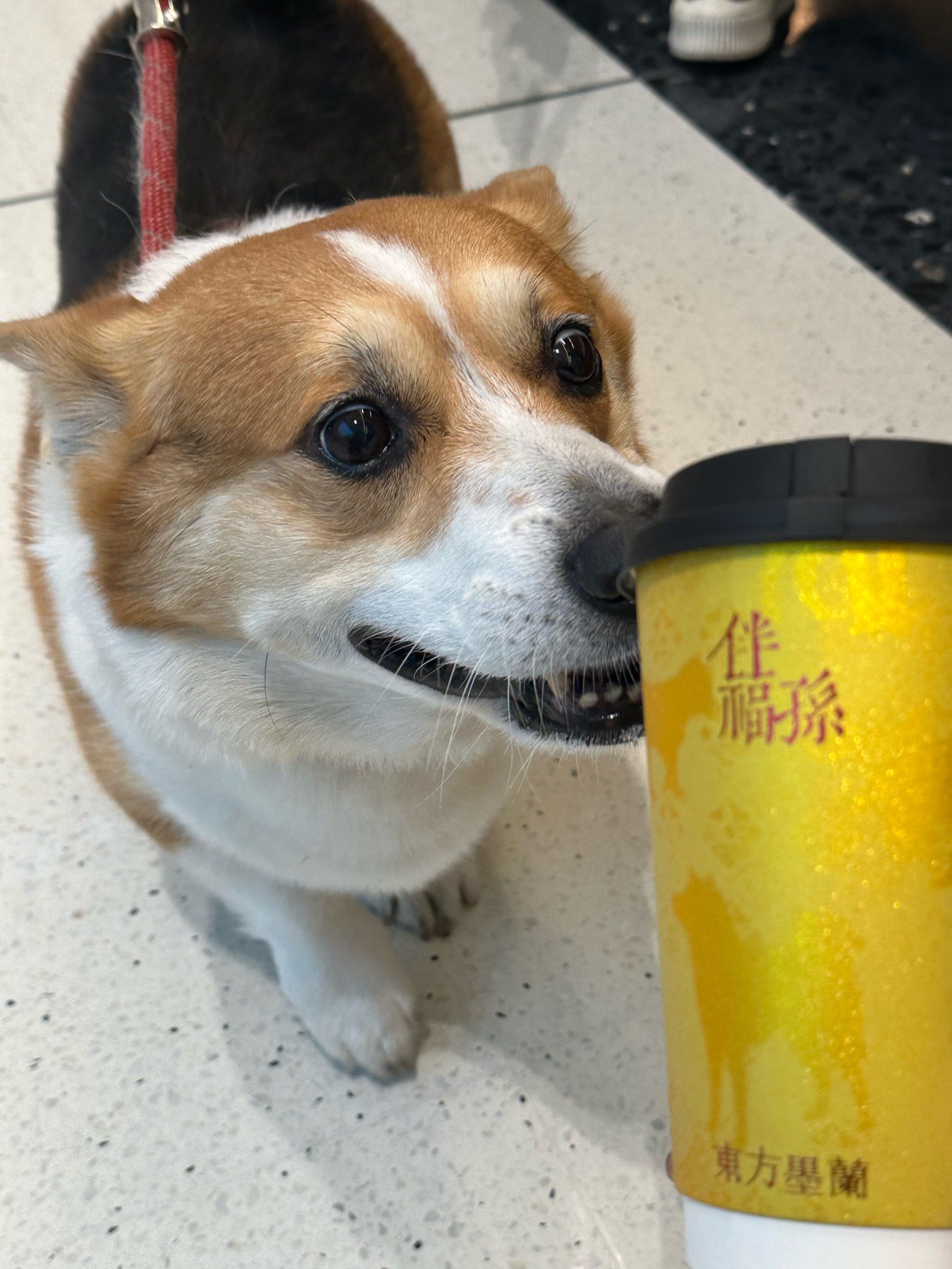 喔喔喔喔!可以带宠物一起喝的奶茶!