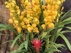 -双季花艺园艺市场(浦东店)