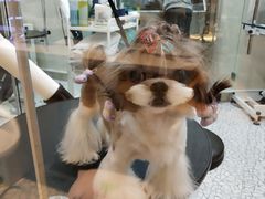 -momokira米努特·德文卷毛猫·棉花面纱犬
