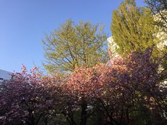 -北海道厅旧本厅舍(旧本庁舎)