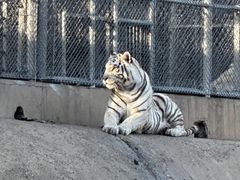 -石家庄市动物园