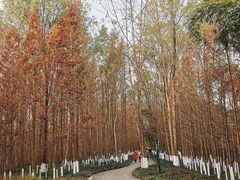 -桤木河湿地公园