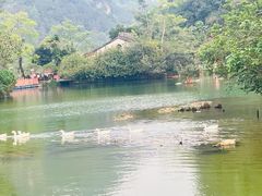 -靖西鹅泉风景区