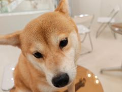 -共舞时光猫咖·狗咖(新街口店)