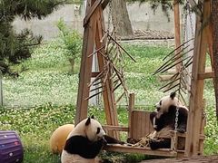 -西安秦岭野生动物园