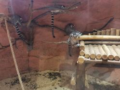 -Zoolung Zoolung动物主题公园(海信广场店)