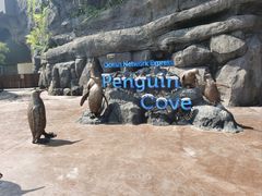 -新加坡飞禽公园