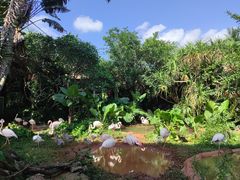 -海南热带野生动植物园